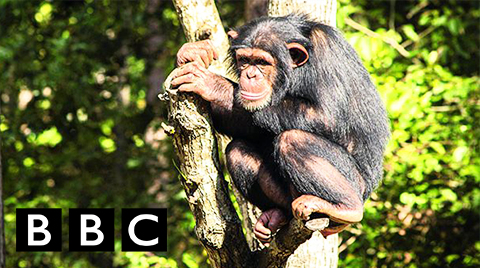 Read more about the article BBC – Chimp Haven